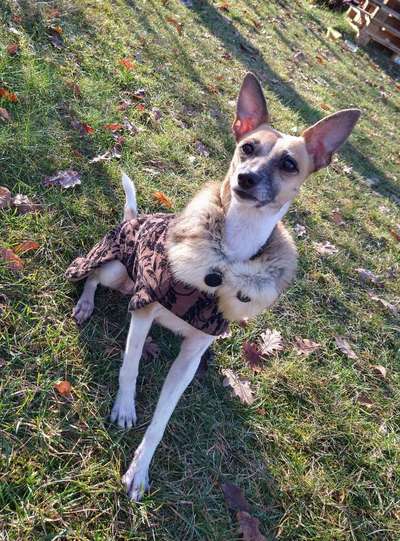 Die Dogorama Kalender Challenge Titelbild-Beitrag-Bild