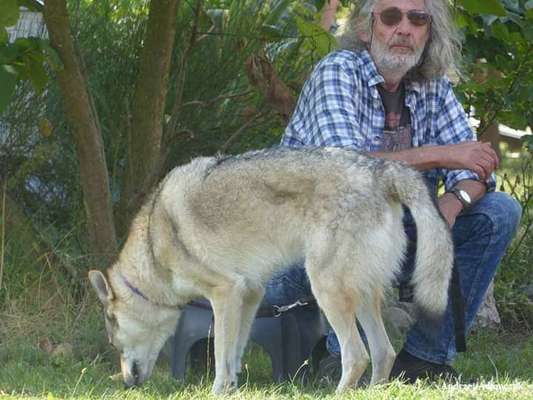 Hundetreffen-Einfacher stressfreier Spaziergang im Harz oder sonstwo mit anderen hunden