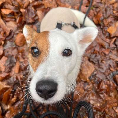 Hundetreffen-Gemeinsame Gassirunde-Bild