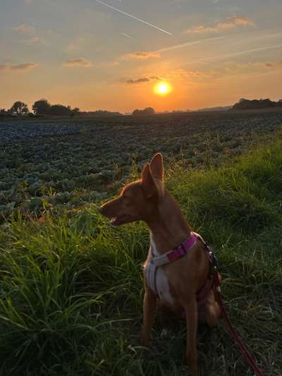 Podenco/Mischlinge hier? :-)-Beitrag-Bild