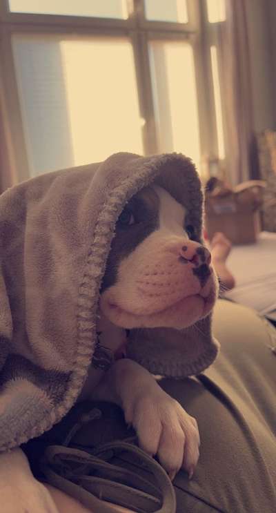 Als Welpen sind sie alle noch süßer-Beitrag-Bild