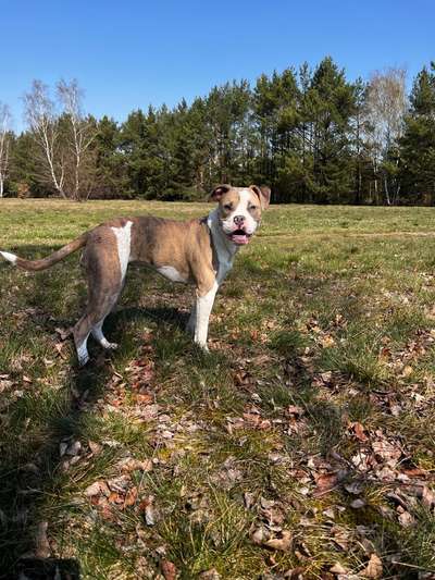 Sind  hier noch andere American Bulldog Leute-Beitrag-Bild