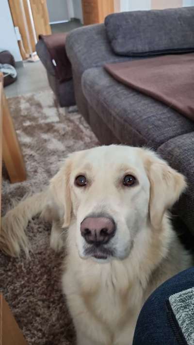 Wo sind die Golden Retriever Liebhaber?-Beitrag-Bild