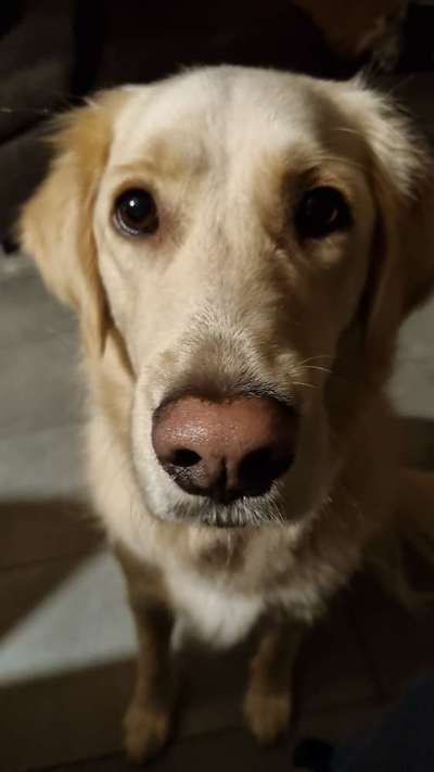 Wo sind die Golden Retriever Liebhaber?-Beitrag-Bild