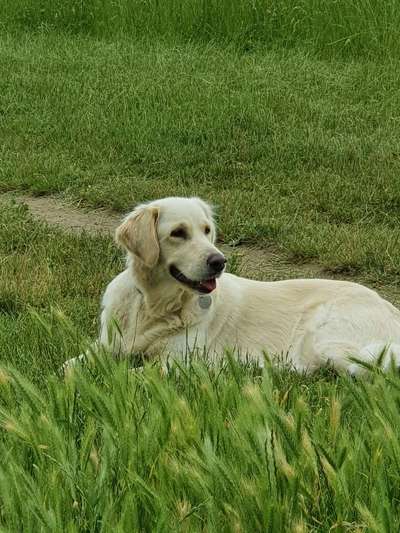 Wo sind die Golden Retriever Liebhaber?-Beitrag-Bild