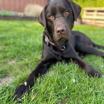 Hundetreffen-Spielrunde oder Gassirunde-Profilbild