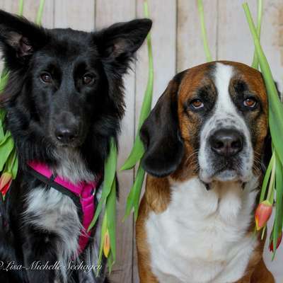 Hundetreffen-Fotoshooting-Bild