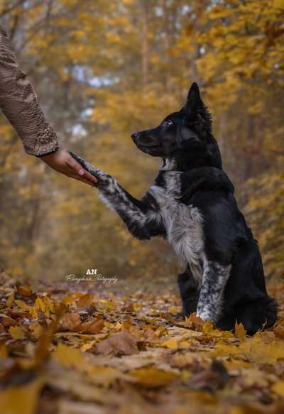 Hundetreffen-Gassie treffen-Bild