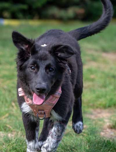 Hundetreffen-Welpen Treffen-Bild