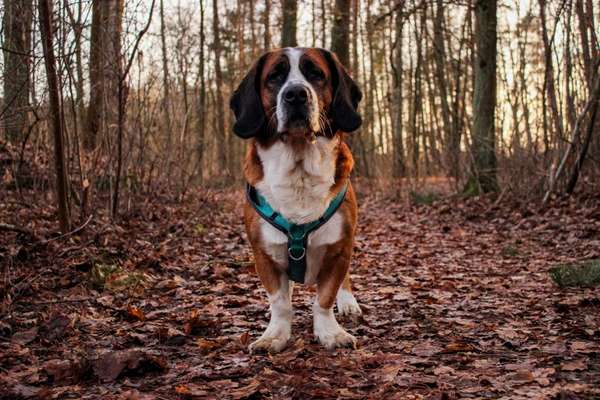 Hundetreffen-Fotoshooting-Bild