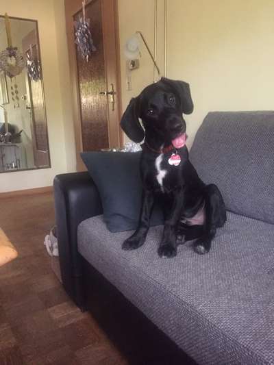 Welpen Bilder !-Beitrag-Bild