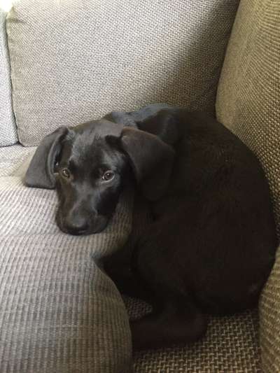 Labradorfans-Beitrag-Bild