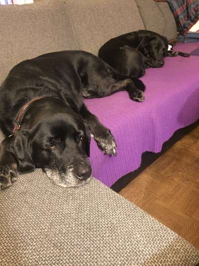 Mehrere Hunde zuhause !-Beitrag-Bild