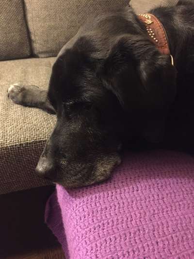 Fotochallenge Nr. 56 - geliebte Senioren-Beitrag-Bild