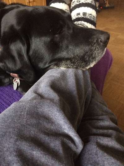 Labradorfans-Beitrag-Bild