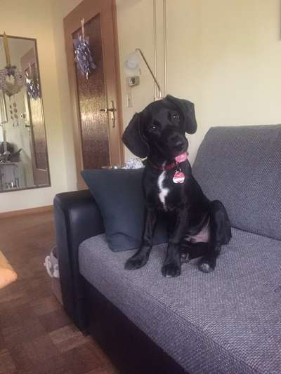 Labradorfans-Beitrag-Bild