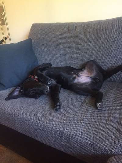 Mischlingshunde Foto Aufruf-Beitrag-Bild