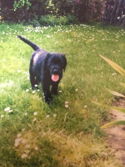 Welpenfotos-Beitrag-Bild