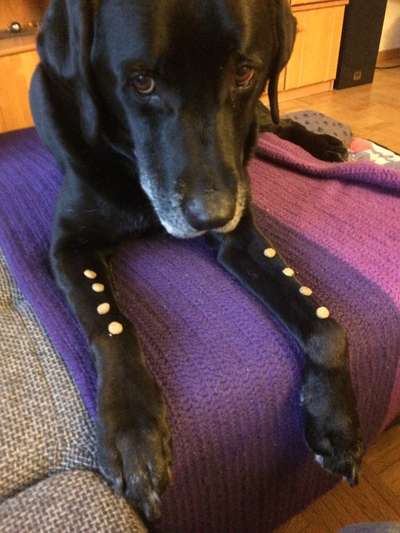 Labradorfans-Beitrag-Bild