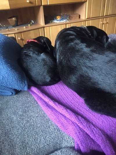 Bester Freund, Hundekumpel - zeigt her!-Beitrag-Bild