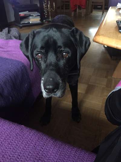 Die besten Hundeblicke 🐾❤️-Beitrag-Bild