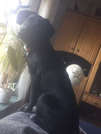 Zeige das lustigste Bild eures Hundis-Beitrag-Bild