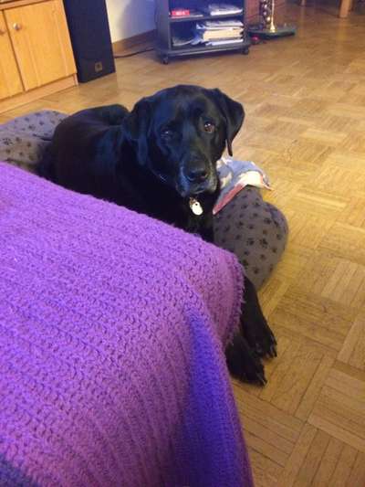 Die besten Hundeblicke 🐾❤️-Beitrag-Bild