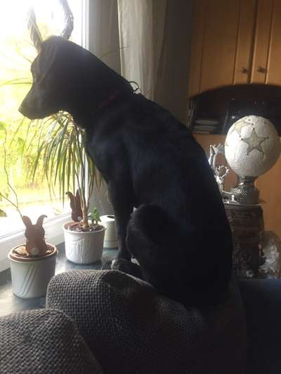 Dogorama Photo Challenge - Tre Chic!-Beitrag-Bild