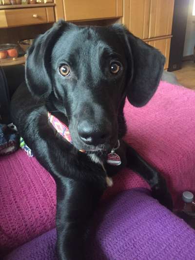 Dogorama Photo Challenge - Hundeblick zum hinschmelzen-Beitrag-Bild