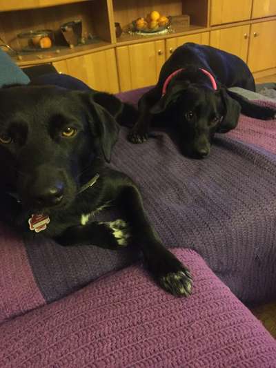 Die besten Hundeblicke 🐾❤️-Beitrag-Bild