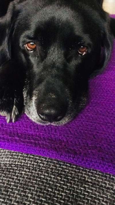 Fotochallenge Nr. 56 - geliebte Senioren-Beitrag-Bild