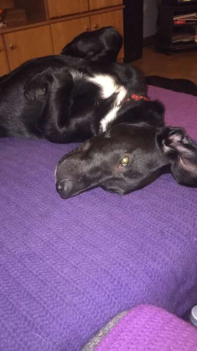 Labradorfans-Beitrag-Bild