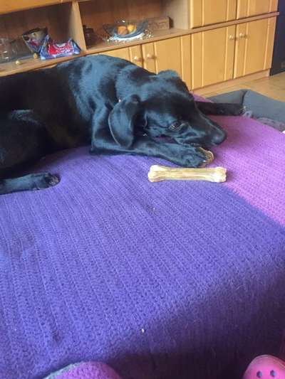 Welpenfotos-Beitrag-Bild