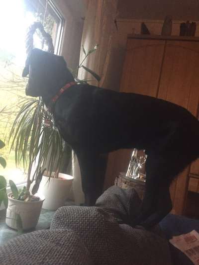 Zeige das lustigste Bild eures Hundis-Beitrag-Bild