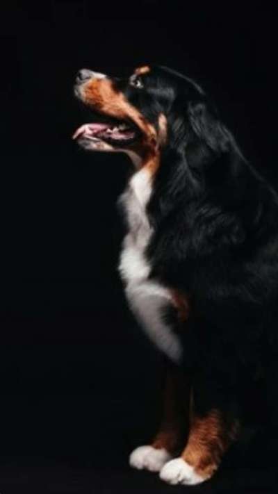 Berner Sennen-Beitrag-Bild