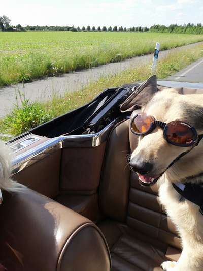 Dogorama Photo Challenge - Mäulchen auf-Beitrag-Bild