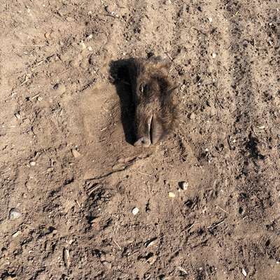 Giftköder-Kopf eines Wildschweins-Bild