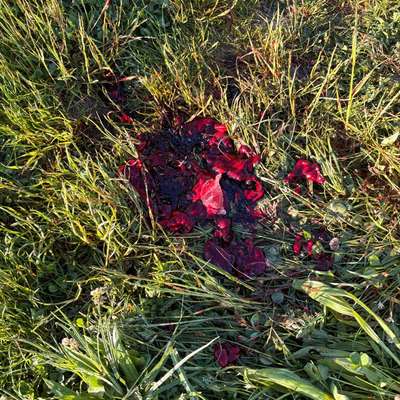 Giftköder-Blut auf dem Feldweg-Bild