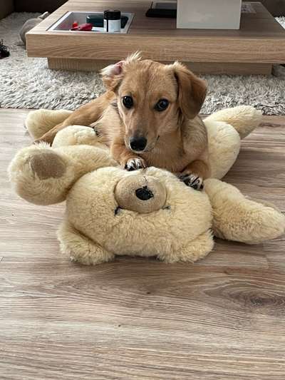 CHALLENGE NR. 19 - Der Hundeblick-Beitrag-Bild