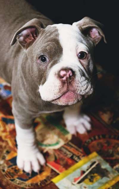 Welpen Bilder !-Beitrag-Bild