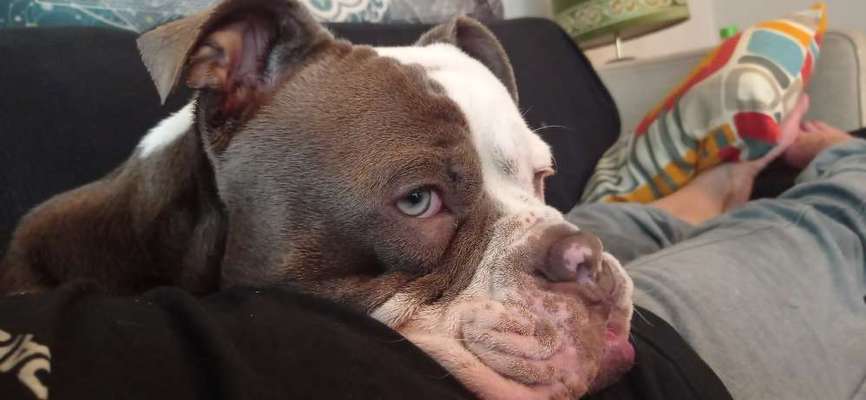 Olde English Bulldogge-Beitrag-Bild