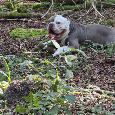 Hundetreffen-Spielgefährten,neue Bekanntschaften-Bild