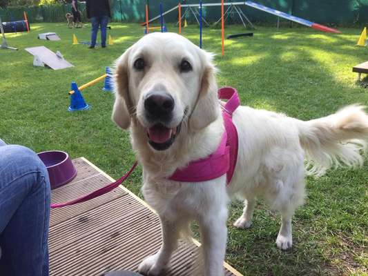 Golden Retriever-Beitrag-Bild