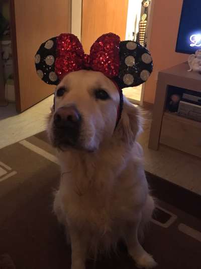 Wo sind die Golden Retriever Liebhaber?-Beitrag-Bild