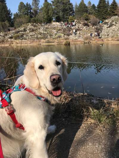 Wo sind die Golden Retriever Liebhaber?-Beitrag-Bild