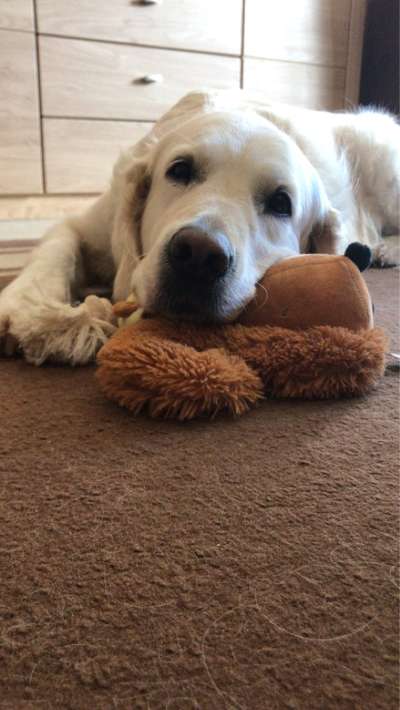 Wo sind die Golden Retriever Liebhaber?-Beitrag-Bild