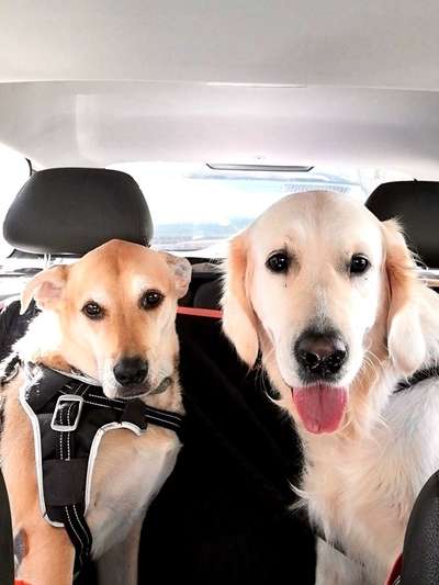 Bester Freund, Hundekumpel - zeigt her!-Beitrag-Bild