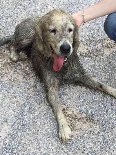 Wo sind die Golden Retriever Liebhaber?-Beitrag-Bild