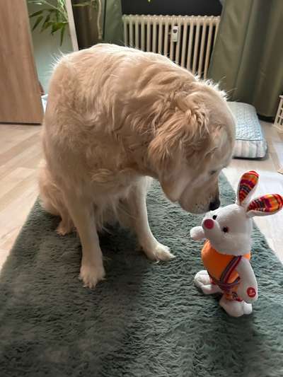 Wo sind die Golden Retriever Liebhaber?-Beitrag-Bild