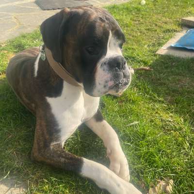 Hundetreffen-Spieletreffen für robuste Hunde zum Austoben